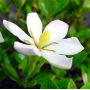 VENDU gardenia jasminoides 23070212