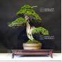 VENDU juniperus chinensis itoigawa 26070211