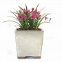 rhodohypoxis "pink shot" pot 1,4 litre