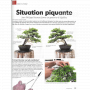 BONSAI FOCUS N° 120