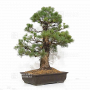 pinus pentaphylla 10030223