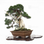 VENDU Juniperus chinensis itoigawa 17030223
