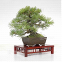 vendu Pinus pentaphylla  170302210