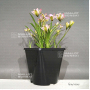 rhodohypoxis "fairy kisses" pot 1,4 litre