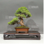 VENDU juniperus chinensis itoigawa ref 03060224