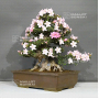 PT rhododendron gyoten 29040221