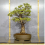 PT Pinus pentaphylla du Japon ref : 11040223