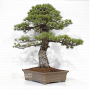 PT Pinus pentaphylla 07040221