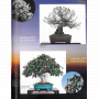 BONSAI FOCUS N° 122