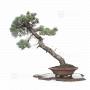 Pinus pentaphylla 23090224