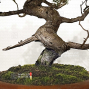 VENDU juniperus chinensis itoigawa ref :22100223