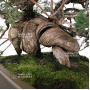 VENDU Juniperus chinensis itoigawa 27100227