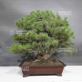 Pinus pentaphylla 31070235