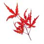 Acer palmatum 'Beni komachi' en godet
