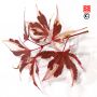 Acer palmatum 'Beni shichihenge' en godet