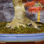 VENDU acer palmatum seigen ref :042025