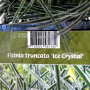 ficinia truncata ice crystal pot 2 litres