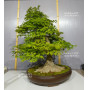 acer palmatum 150525