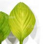 hosta lemon snap