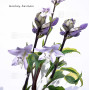 hosta monkey business