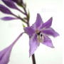 hosta silly string