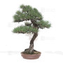 Pinus thunbergii ref:12070251