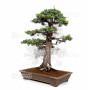 Juniperus rigida 20070251