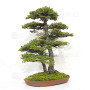 picea  jezoensis 28070252
