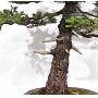 picea  jezoensis 28070251