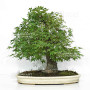 acer palmatum beni chidori 23070255