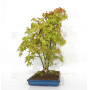 Acer palmatum ref: 24070251