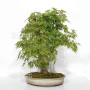 Acer palmatum ref: 24070252