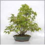 VENDU acer palmatum ref: 24070254