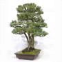 pinus pentaphylla 120202510