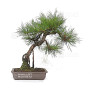 pinus densiflora ref : 210202511
