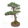 Pinus pentaphylla ref: 21020254