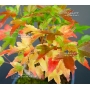 acer buergerianum racines nues lot de 10