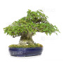 acer buergerianum ref: 18080233