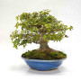 Acer buergerianum ref:25090251