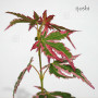 acer palmatum ijoshi