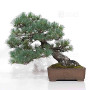 Pinus pentaphylla 10110252