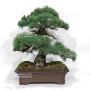PINUS PENTAPHYLLA 16120256