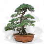 Pinus pentaphylla 16120257