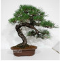 Pinus thunbergii ref: 28070262