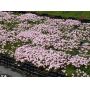 EPUISELot de 4 rhodohypoxis 2 apple blossom + 2 mi