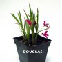 EPUISE rhodohypoxis "douglas"