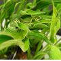 Hosta Praying hands