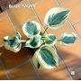 Hosta Blue ivory