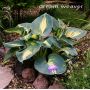 Hosta Dream weawer