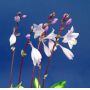 Hosta Rainbow's end